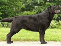 Piccadilly's Inner Peace-Bliss