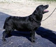 Banner/Epoch Dawns Early Light