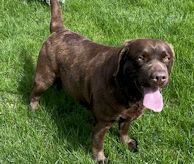 Banners & Eposh Smores @ Chocklabs