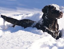 Chocklabs Gunner Girl