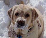 Chocklabs Endless Edge